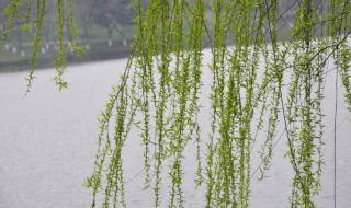 仿照夏天里的成长第二自然段写春天里的复苏